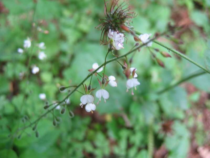 Plancia ëd Circaea lutetiana L.