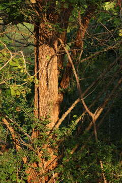 Plancia ëd Erythrina suberosa Roxb.