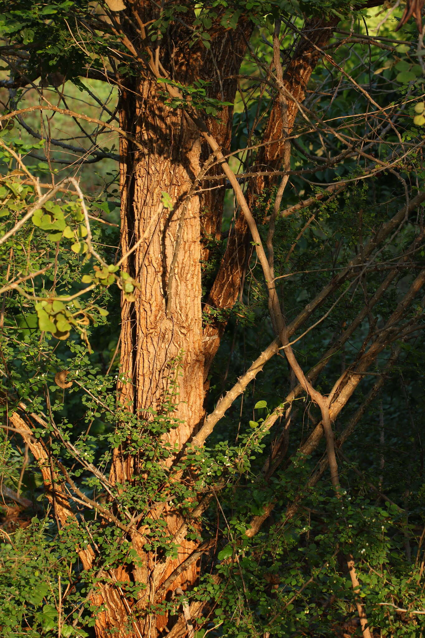 Image of Erythrina suberosa Roxb.