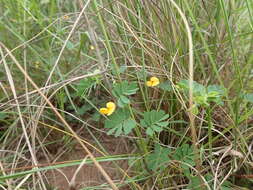 Imagem de Aeschynomene brevifolia Poir.