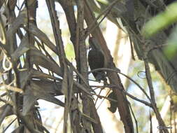 Plancia ëd Campethera abingoni constricta Clancey 1965