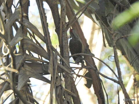 Image of Yellow Goldentail Woodpecker