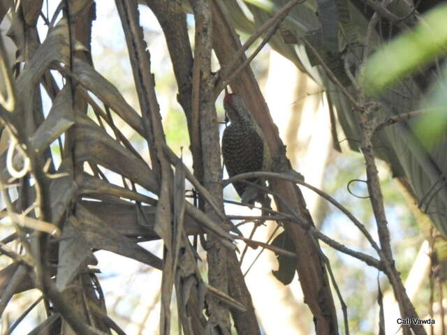 صورة Campethera abingoni constricta Clancey 1965