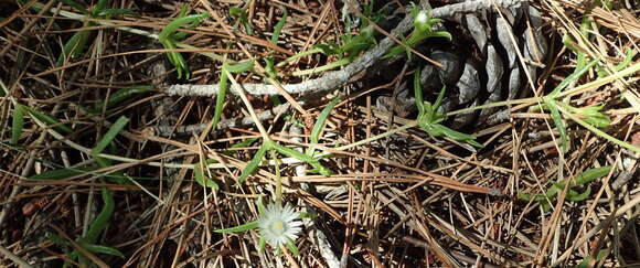 Image of Delosperma inconspicuum L. Bol.