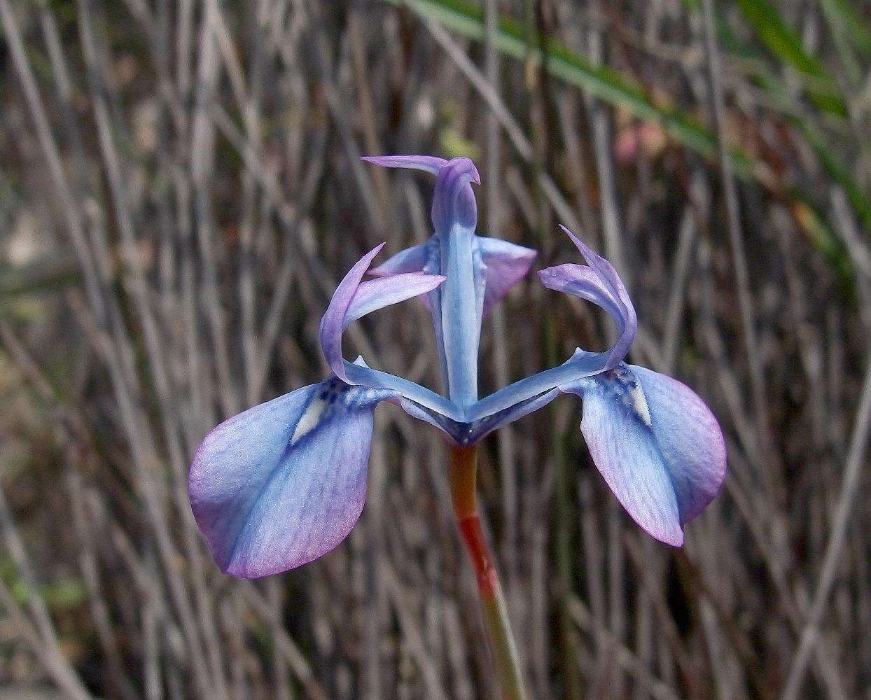 Image of Moraea tripetala subsp. jacquiniana (Schltr. ex G. J. Lewis) Goldblatt & J. C. Manning