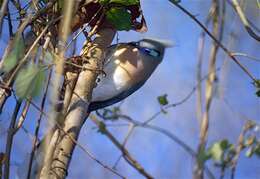 Image of Crested Coua