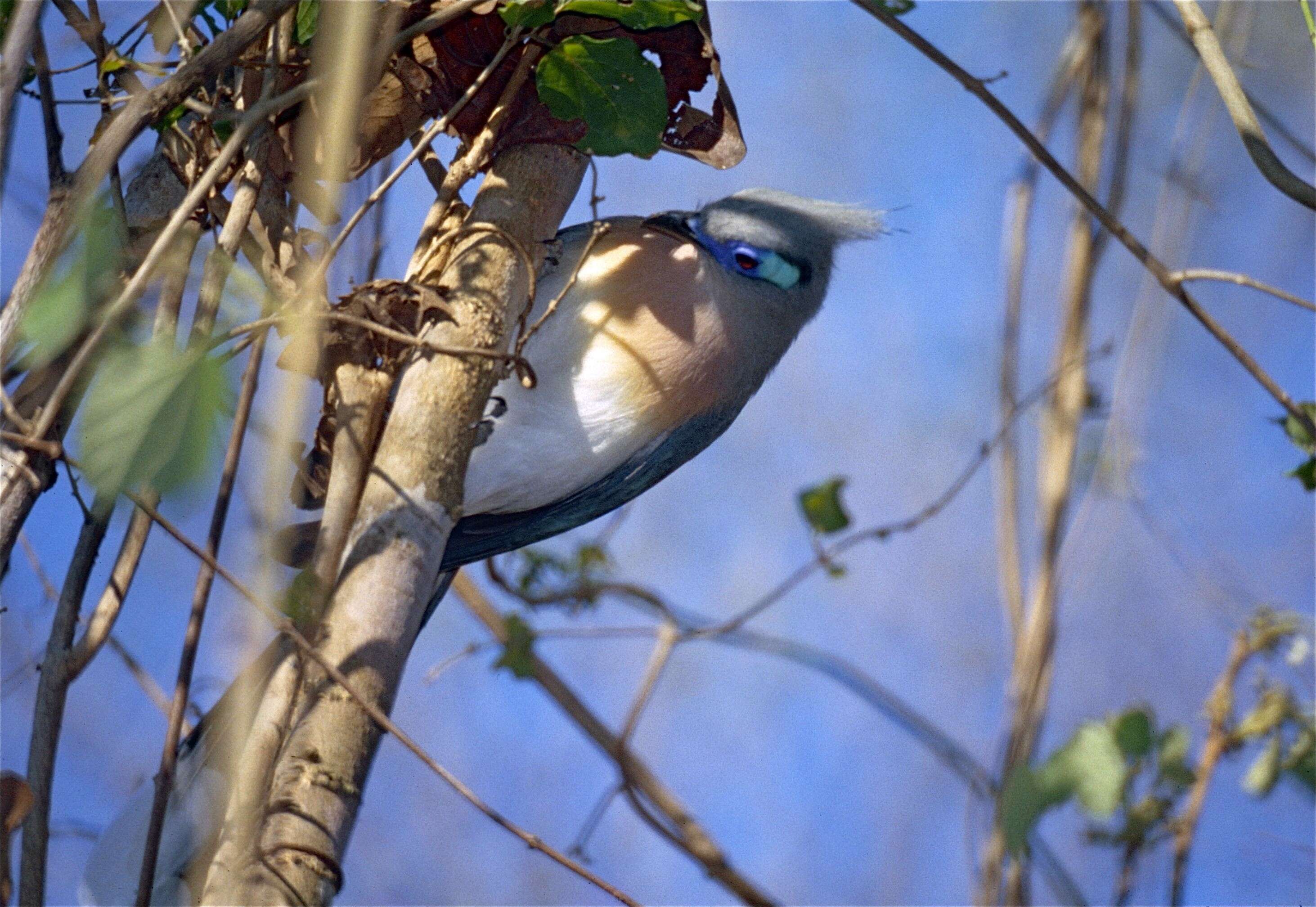 Image of Crested Coua