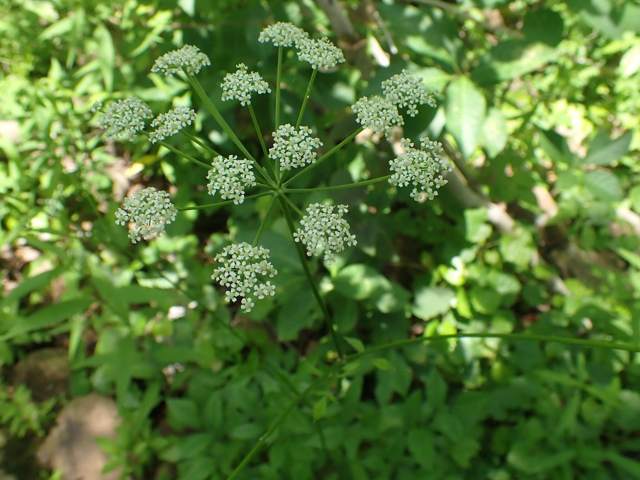 Image of Canadian Wild Lovage