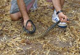 Image of Malagasy hognose snake