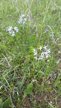 Image of fringed bluestar