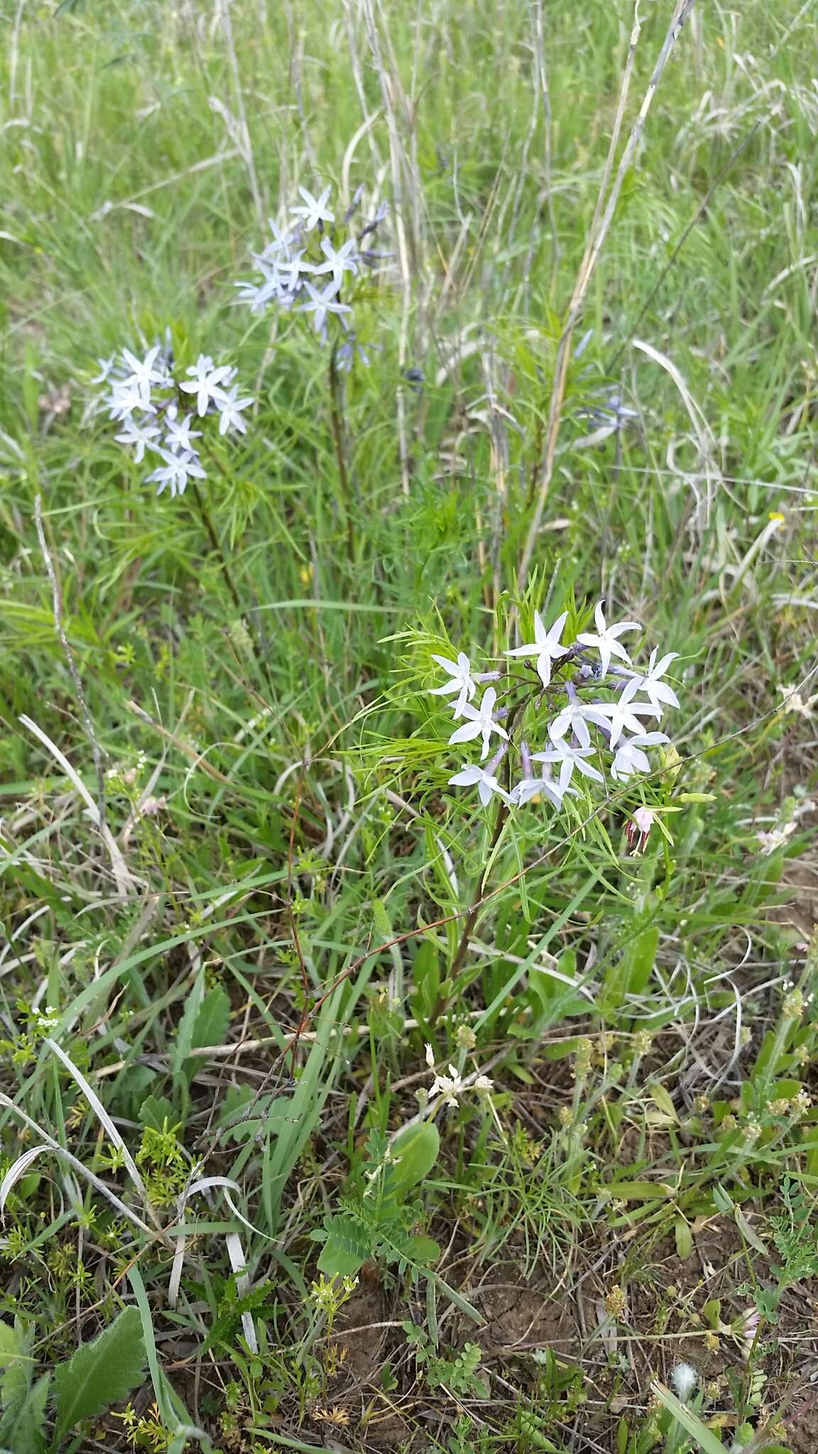 Plancia ëd Amsonia ciliata Walt.