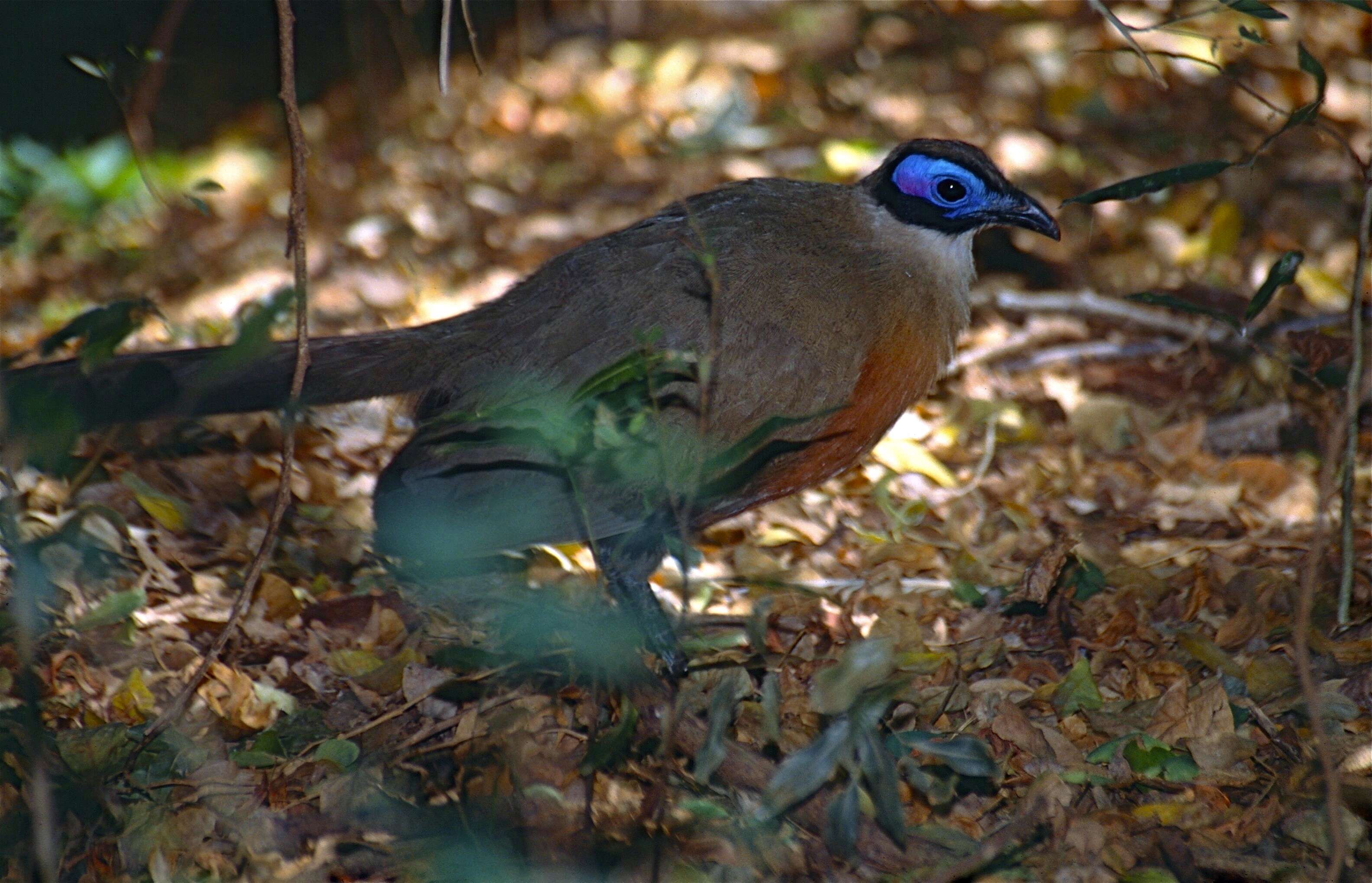 Image of Giant Coua