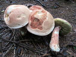 Image of Boletus subcaerulescens (E. A. Dick & Snell) Both, Bessette & A. R. Bessette 2000