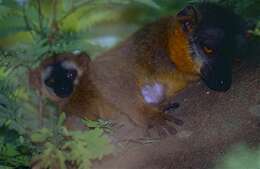 Image of Collared Brown Lemur