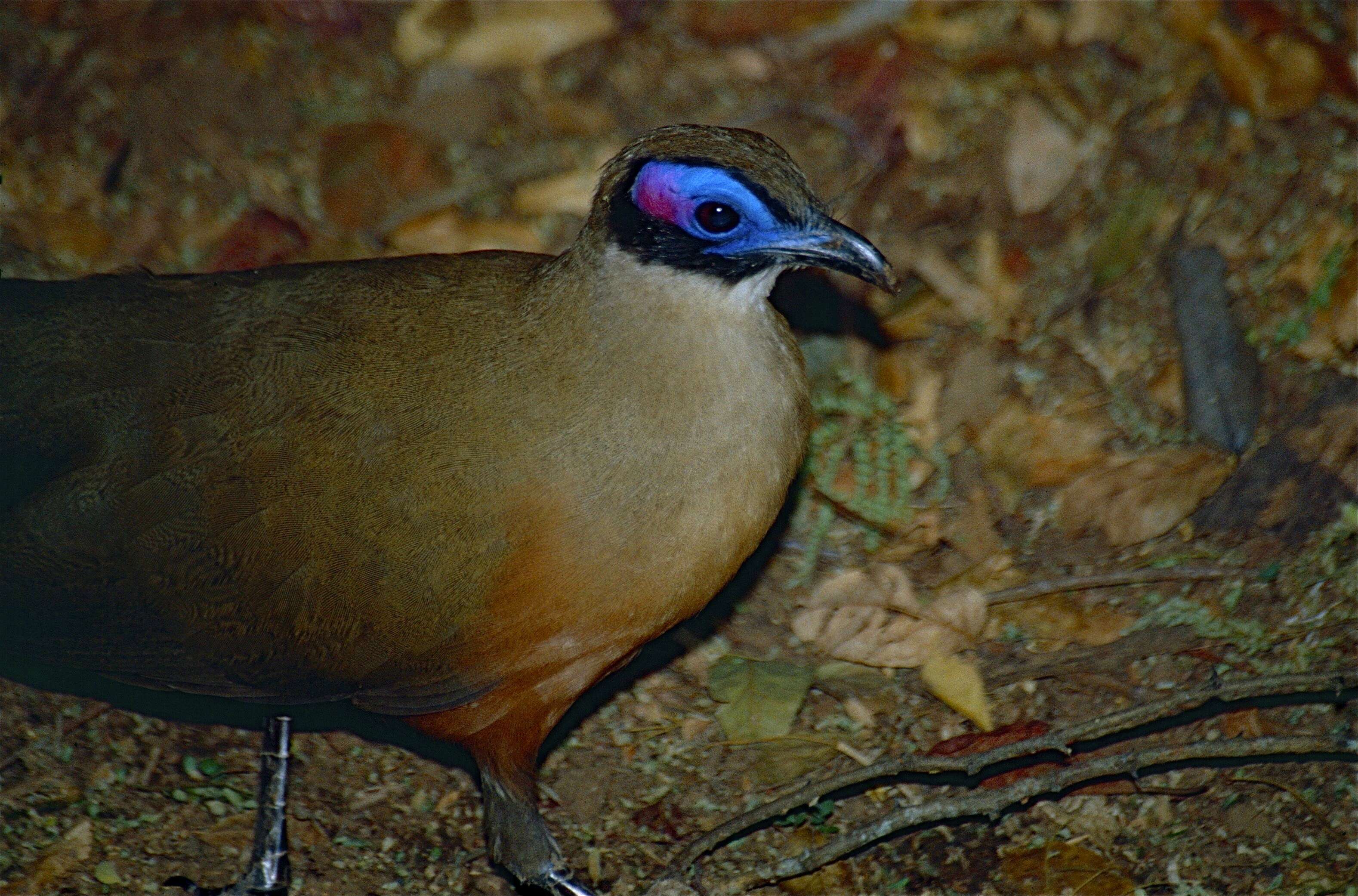 Image of Giant Coua