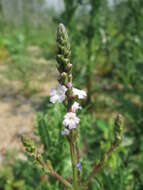 Image of herb of the cross