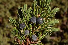 Plancia ëd Juniperus communis var. kelleyi R. P. Adams