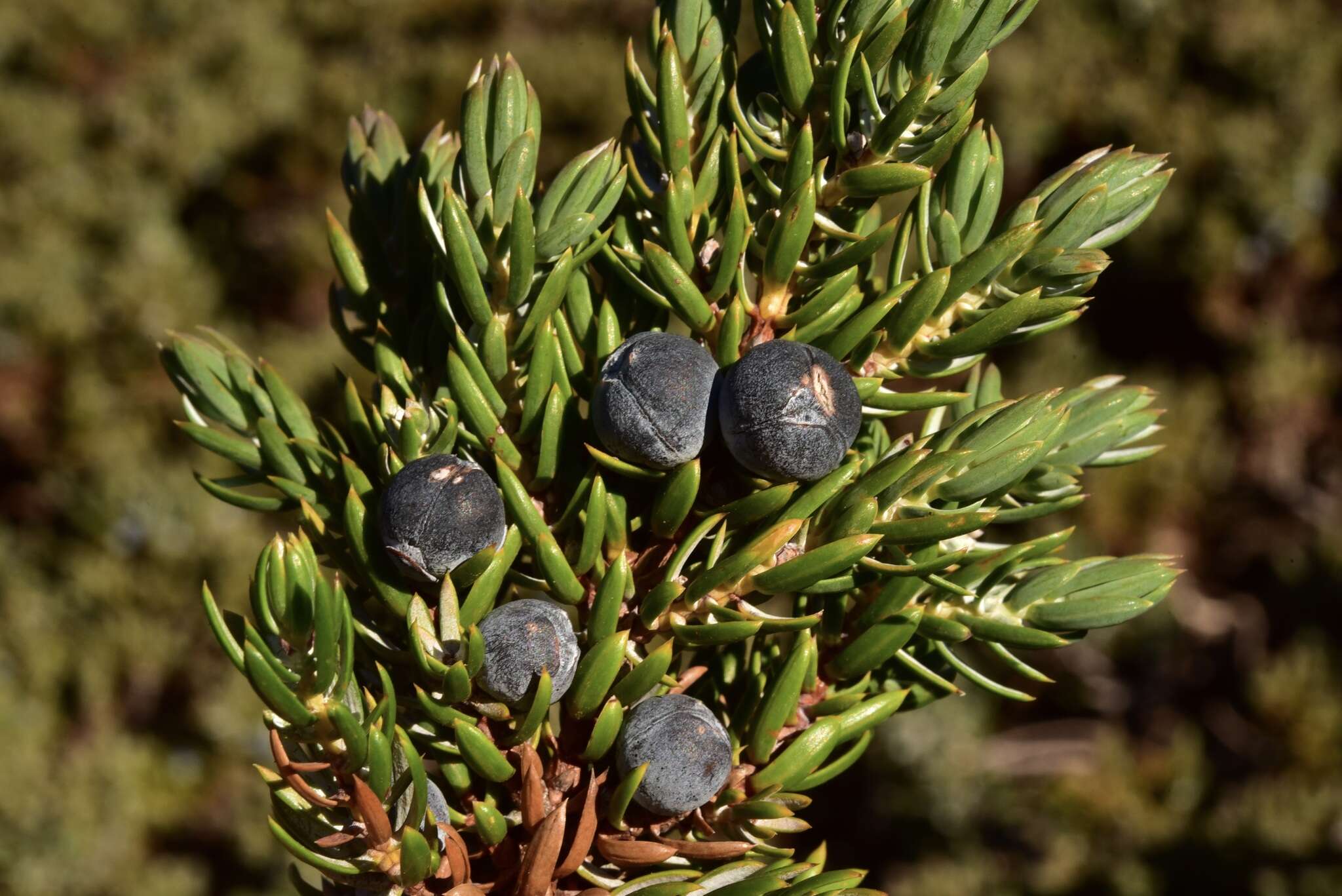 Plancia ëd Juniperus communis var. kelleyi R. P. Adams