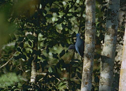 Plancia ëd Coua caerulea (Linnaeus 1766)