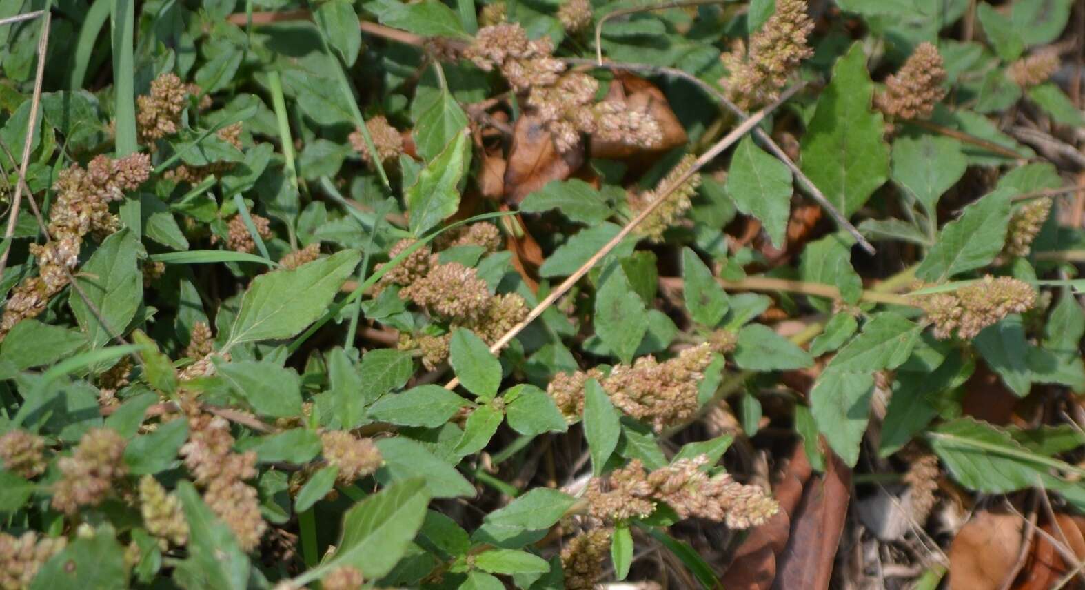 Image of largefruit amaranth