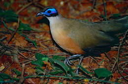 Image of Giant Coua