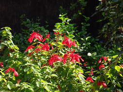 Image of red mussaenda