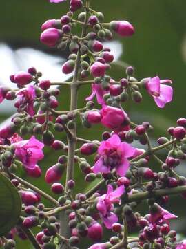 صورة Meriania macrophylla (Benth.) Triana