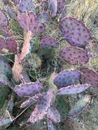 Image of Brownspine Pricklypear