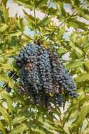 Berberis oiwakensis (Hayata) J. E. Laferriere的圖片