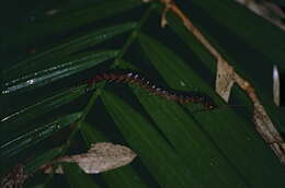 Image of red-headed centipede