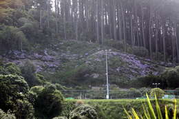 Senecio glastifolius L. fil. resmi