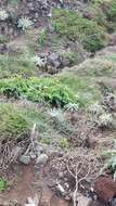 Imagem de Sonchus latifolius (Lowe) R. Jardim & M. Seq.