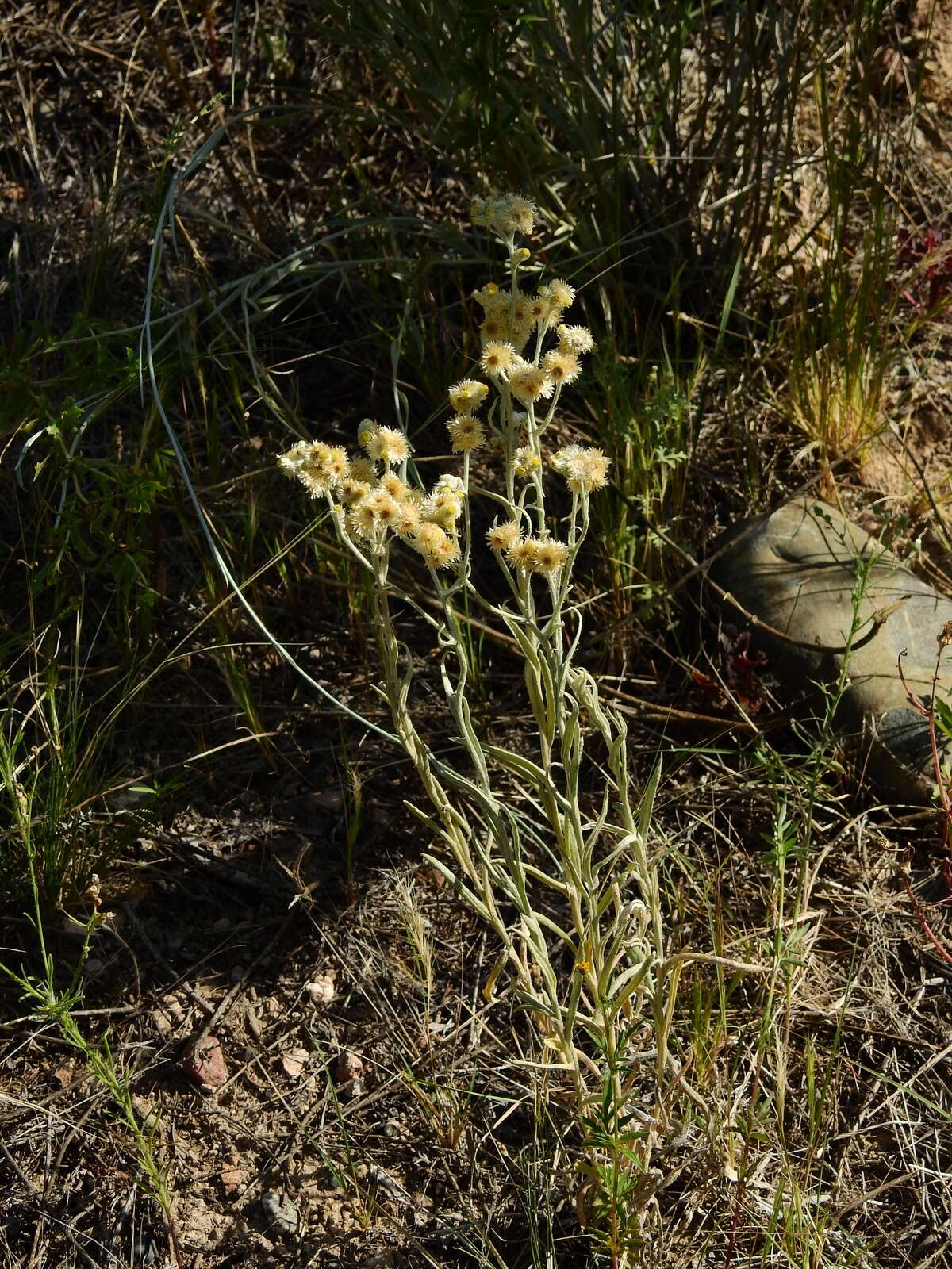 Слика од Pseudognaphalium gaudichaudianum (DC.) A. A. Anderberg