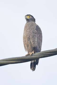 Plancia ëd Spilornis cheela pallidus Walden 1872