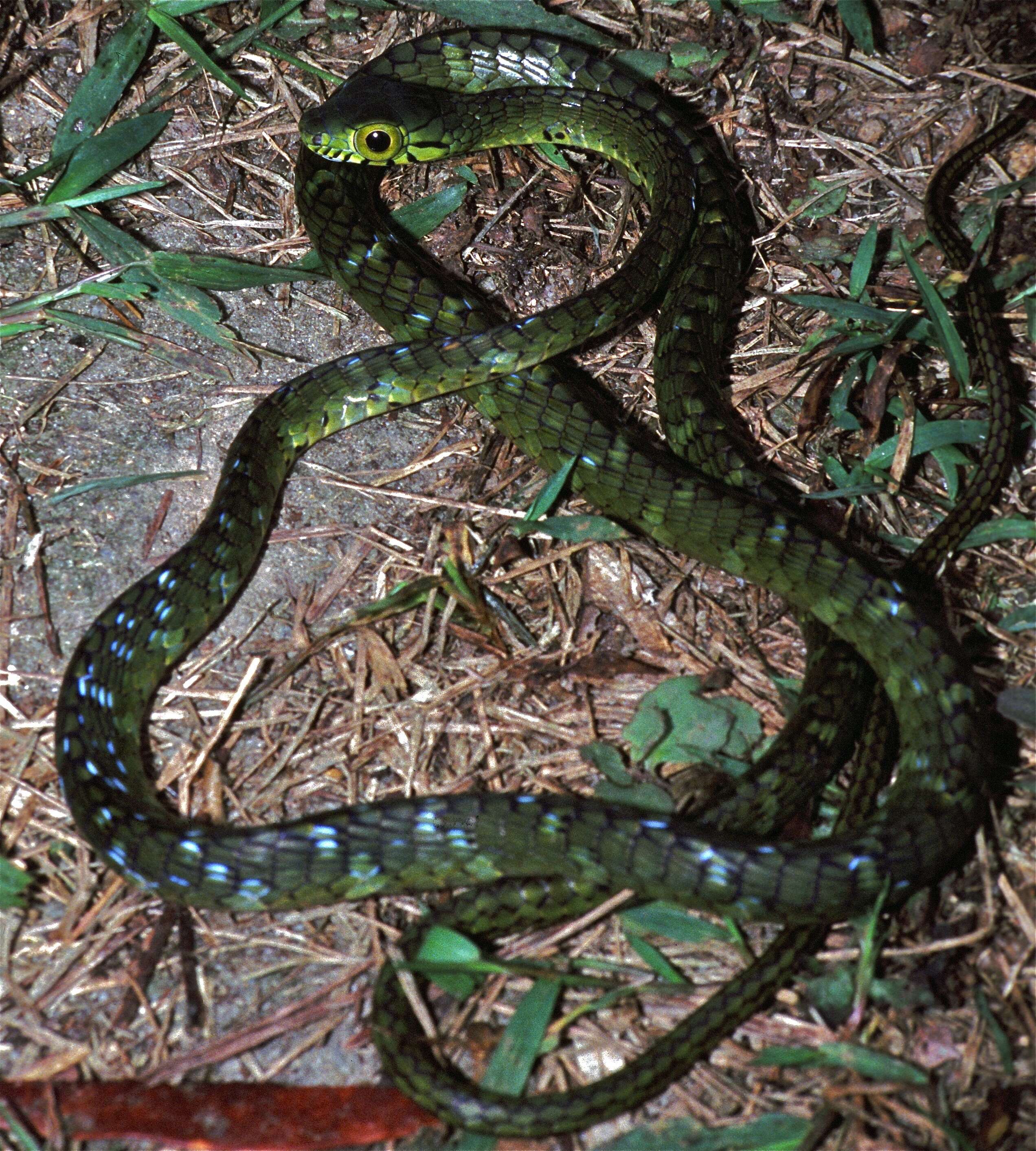 صورة Rhamnophis aethiopissa Günther 1862