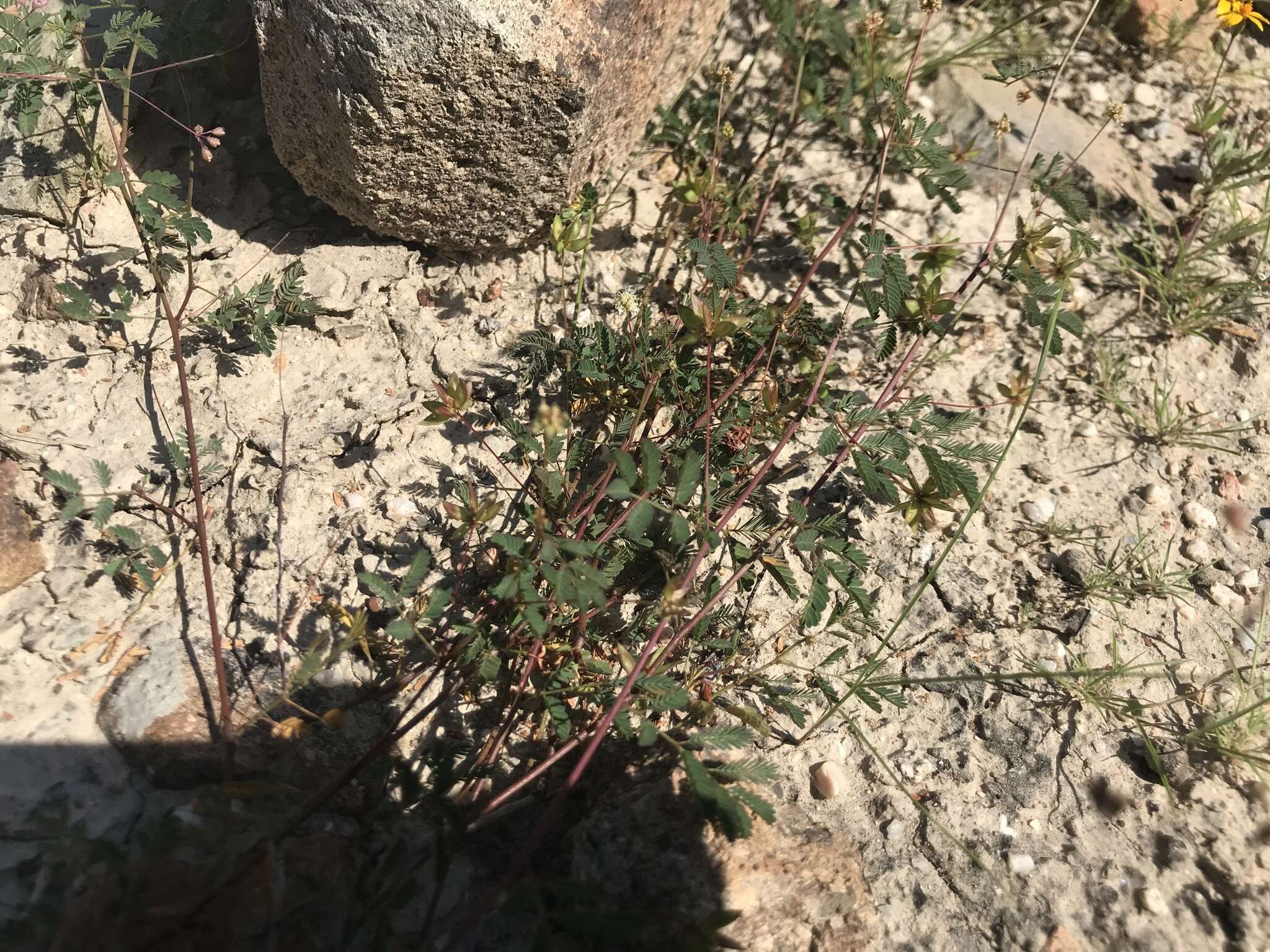 Desmanthus oligospermus Brandegee resmi