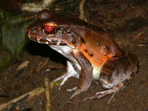 Image of Slender-fingered Bladder Frog