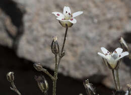 Image of King's rosy sandwort