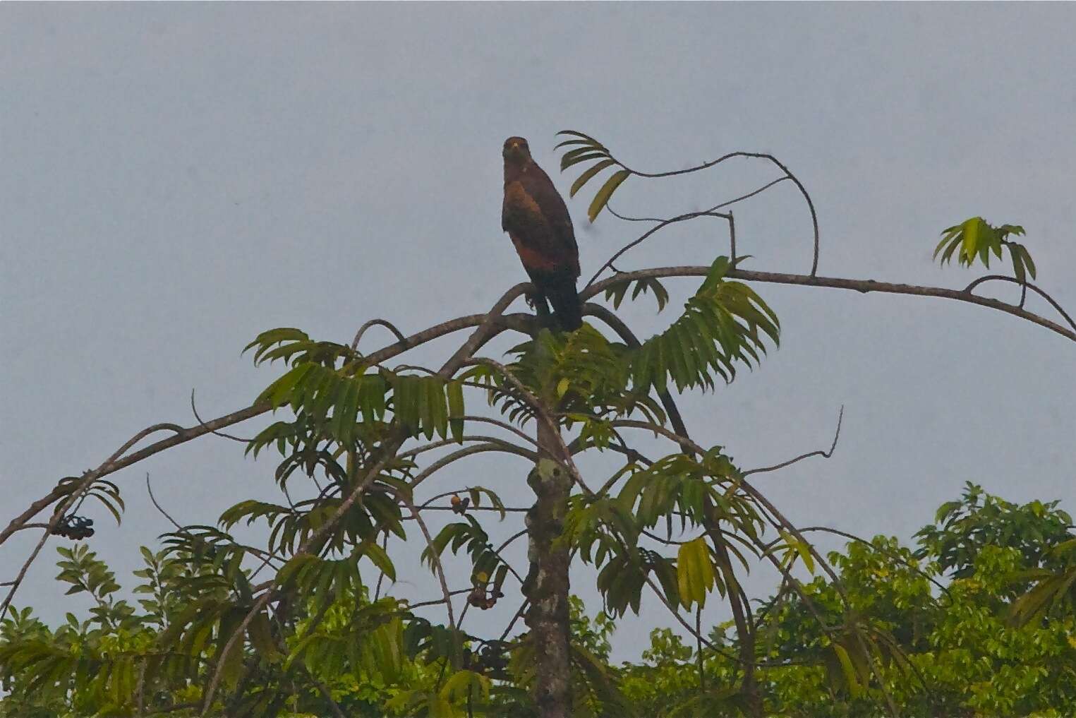 Image of Rufous Crab Hawk