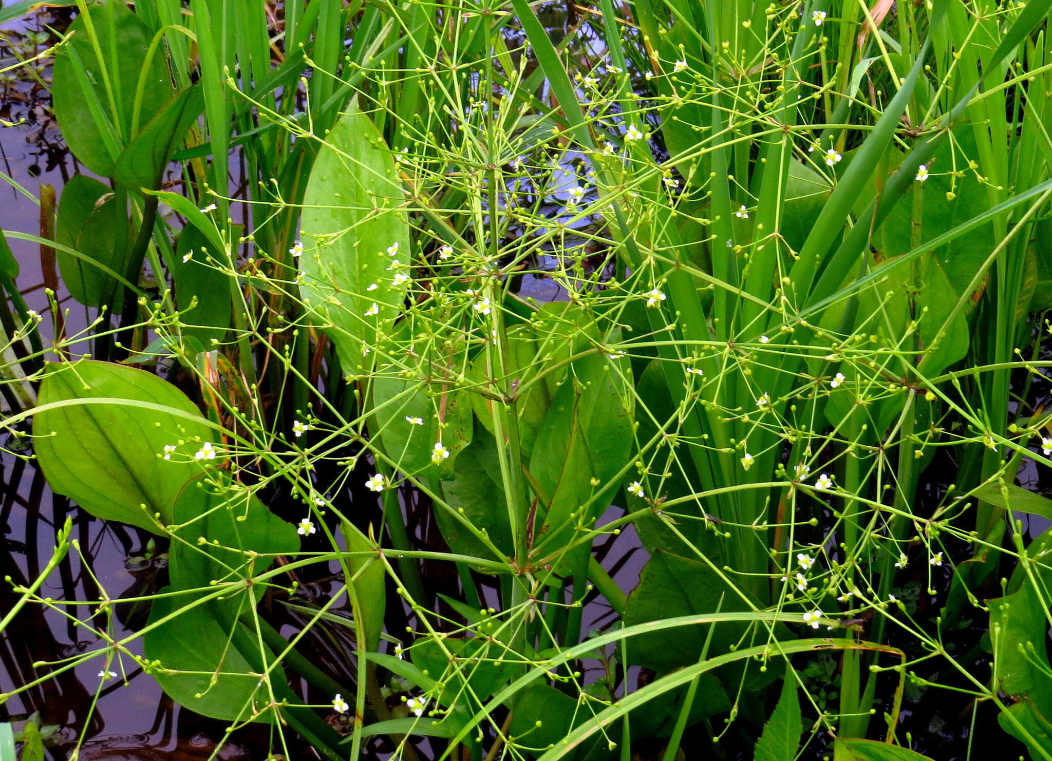 Image of American water plantain