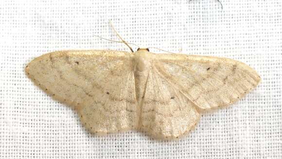 Image of Idaea deversaria Herrich-Schäffer 1847