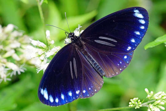 Image of Euploea sylvester Fabricius 1793