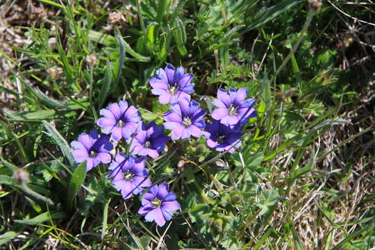 Image of Gentiana pyrenaica L.