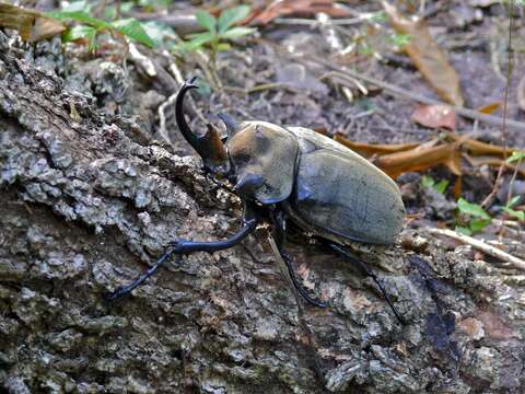 Megasoma elephas (Fabricius 1775) resmi