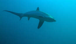 Image of thresher sharks