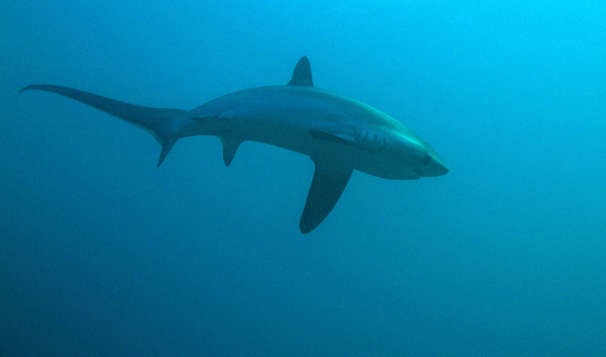 Image of thresher sharks