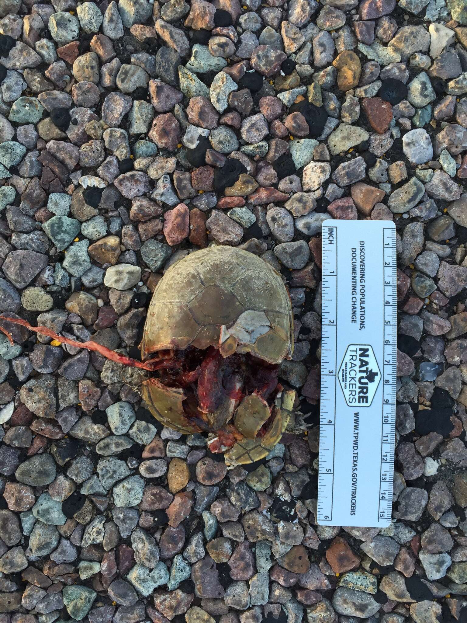 Image of Yellow Mud Turtle