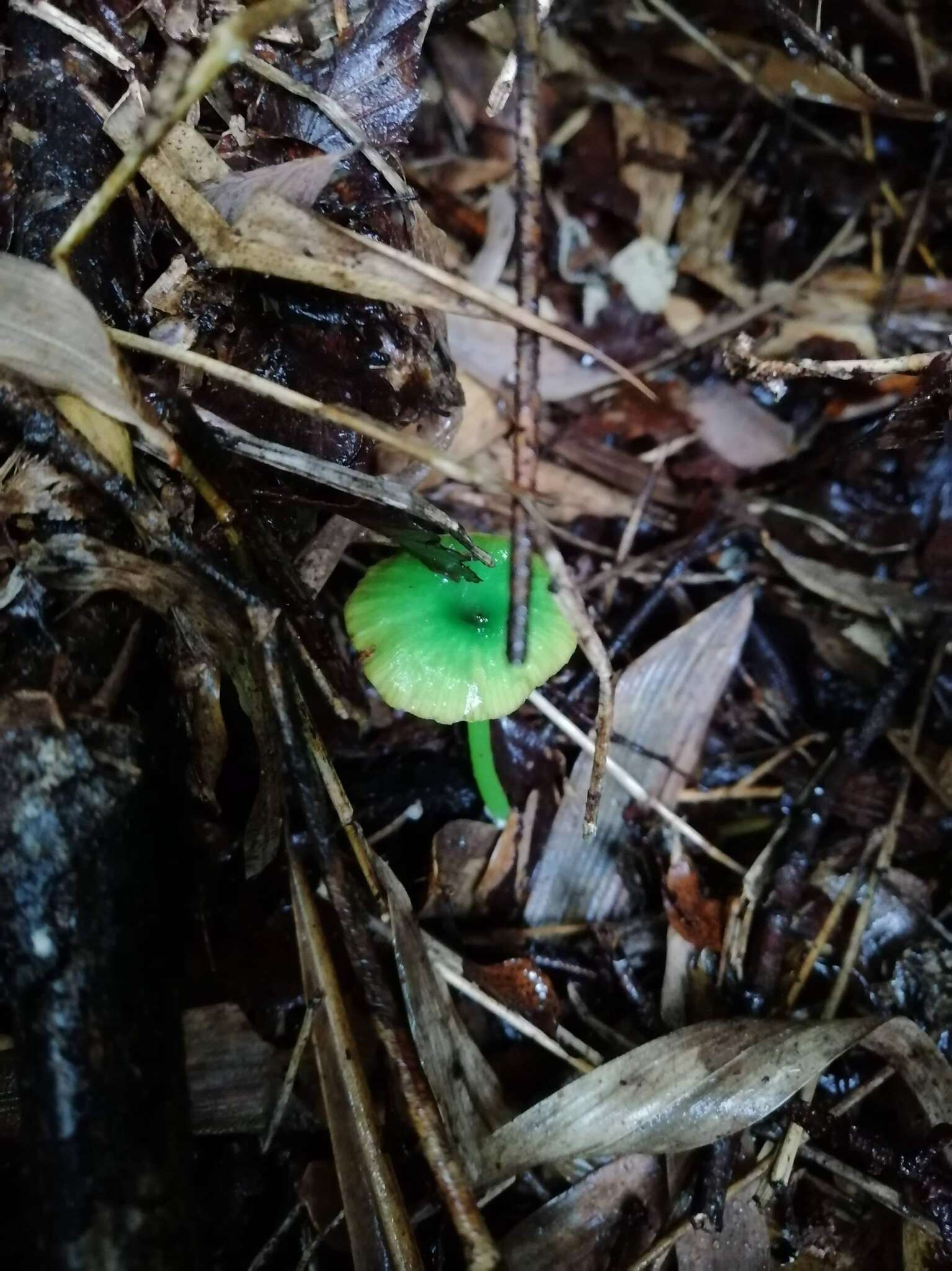 Imagem de Entoloma necopinatum E. Horak 1978