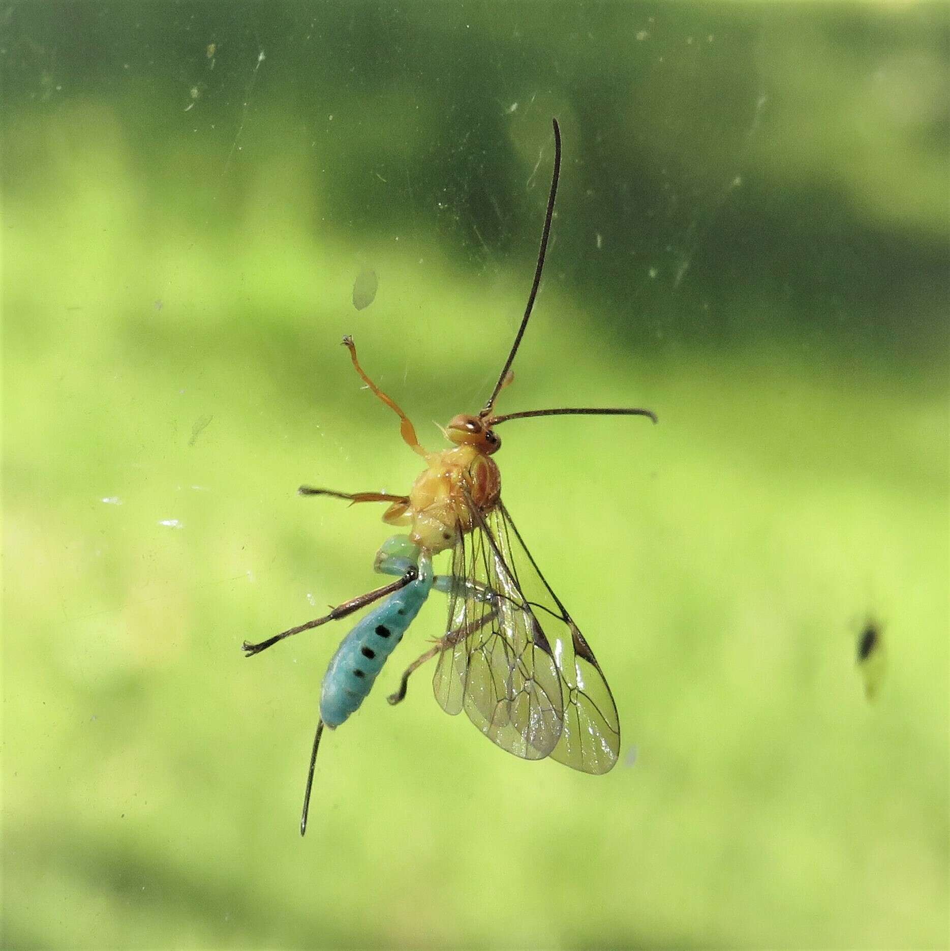 Image of Theronia maculosa Krieger 1906