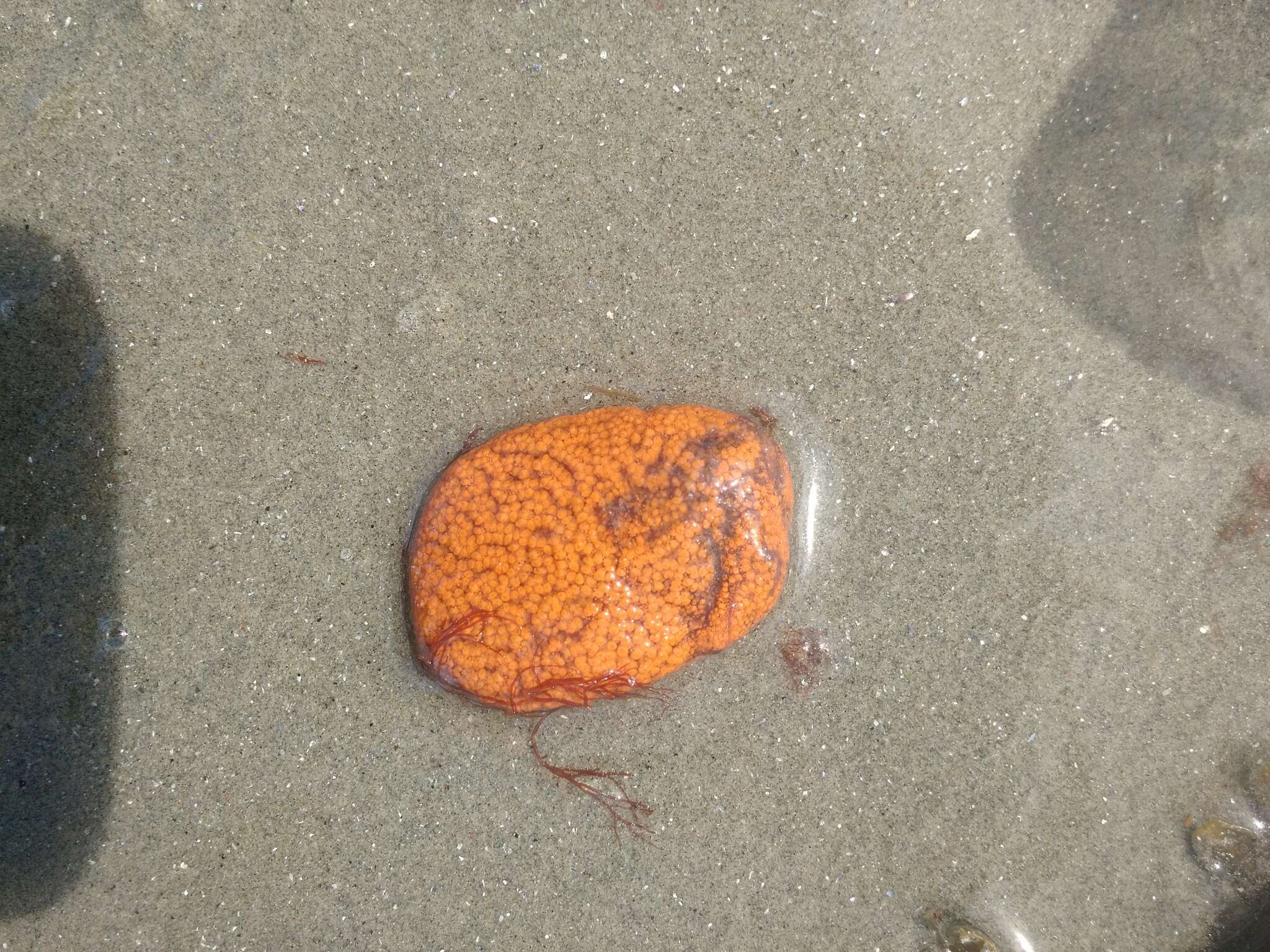 Image of Colonial tunicate